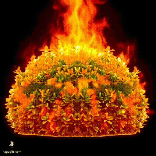 A vibrant green rounded bush slowly catching fire with embers igniting across its dense foliage, then bursting into intense orange and yellow flames consuming the entire shrub.